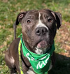 adoptable Dog in  named Ruby