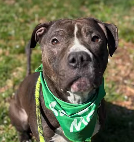 RUBY - American Pit Bull Terrier / American Staffordshire Terrier available for adoption