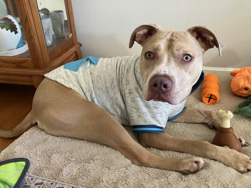 BODI - American Staffordshire Terrier / American Pit Bull Terrier available for adoption