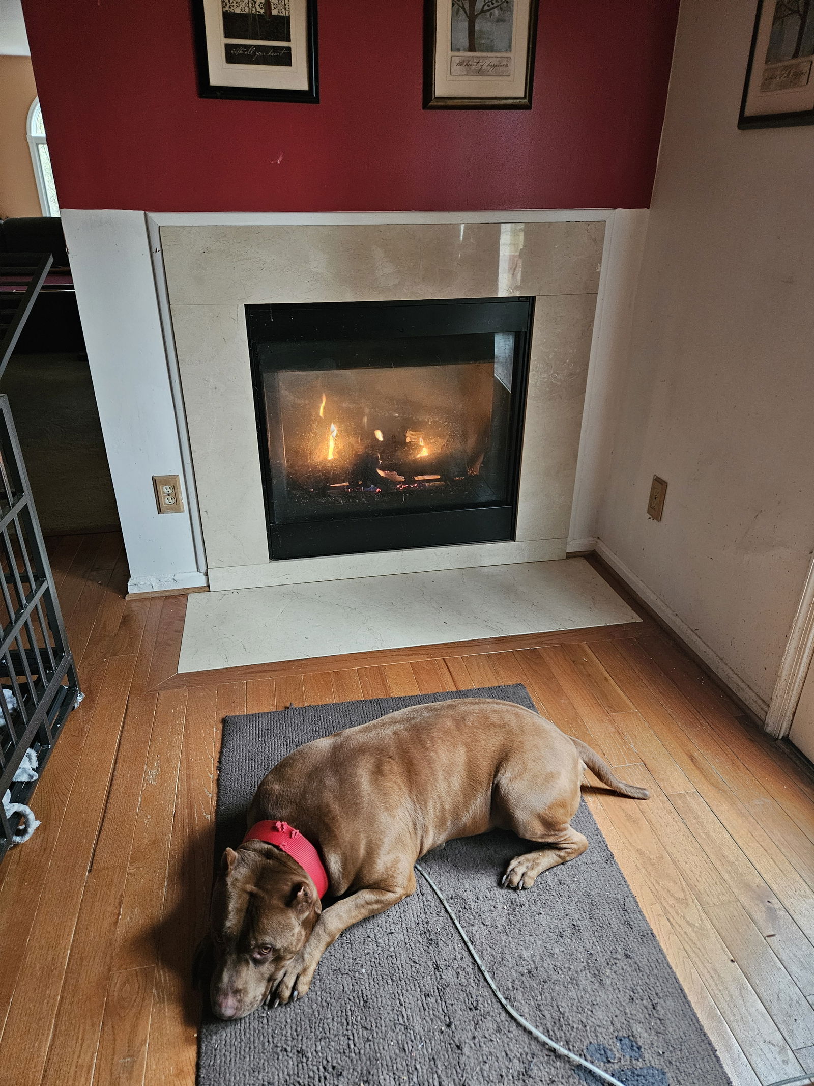 adoptable Dog in Baltimore, MD named Caesar