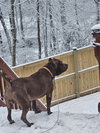 Caesar - Photo 2