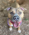 adoptable Dog in baltimore, MD named Tino