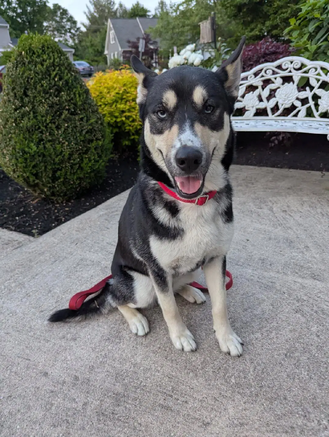 Koda - Shepherd