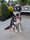 adoptable Dog in  named Koda