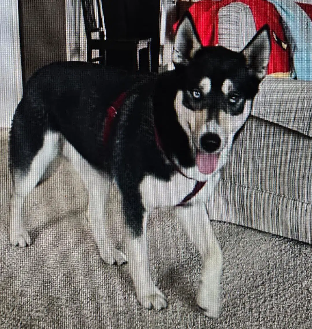 Koda image 2