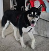 Koda - Photo 2