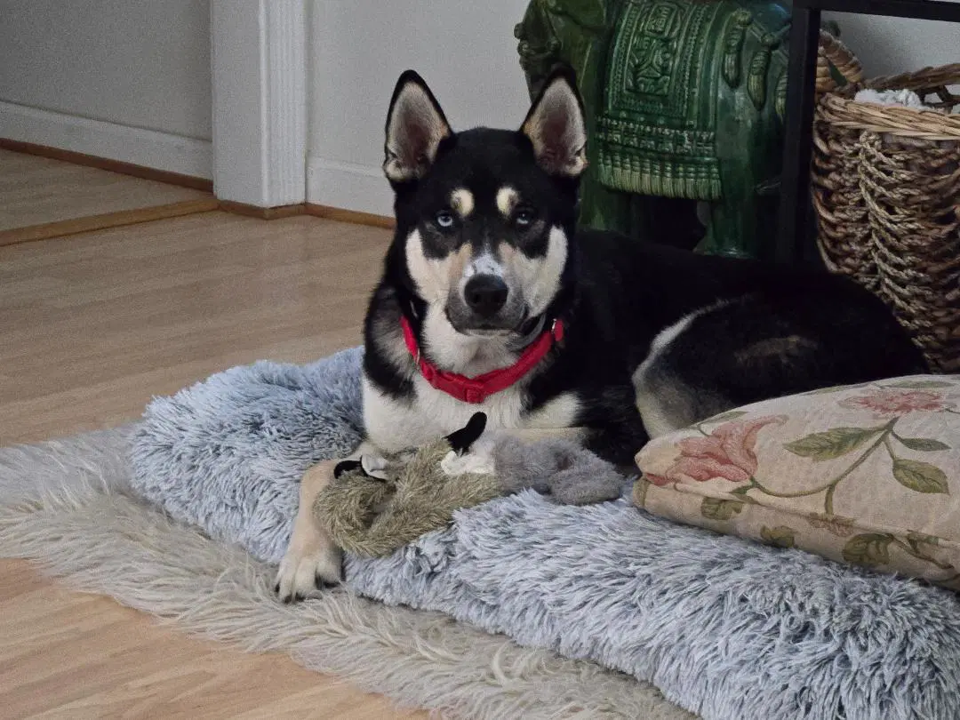 Koda image 3