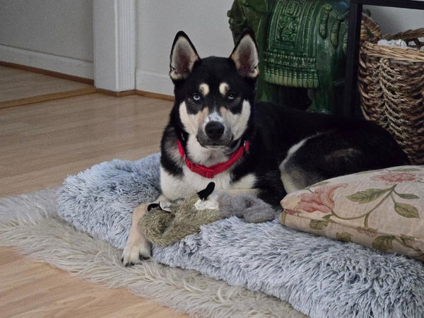 Koda