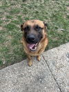 adoptable Dog in baltimore, MD named Bishop