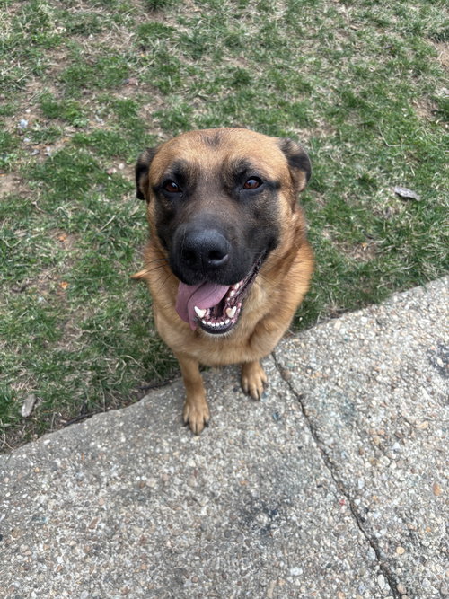 BISHOP - Shepherd / Bullmastiff available for adoption