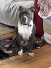 adoptable Dog in  named Ranger