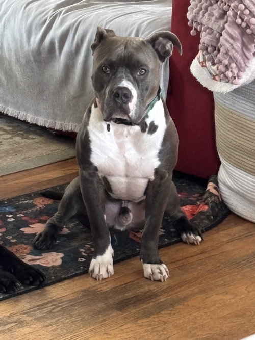 RANGER - American Pit Bull Terrier / American Staffordshire Terrier available for adoption