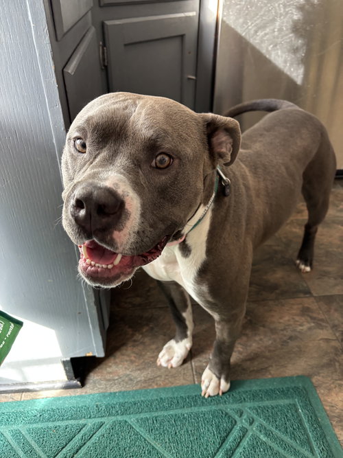 RANGER - American Pit Bull Terrier / American Staffordshire Terrier available for adoption