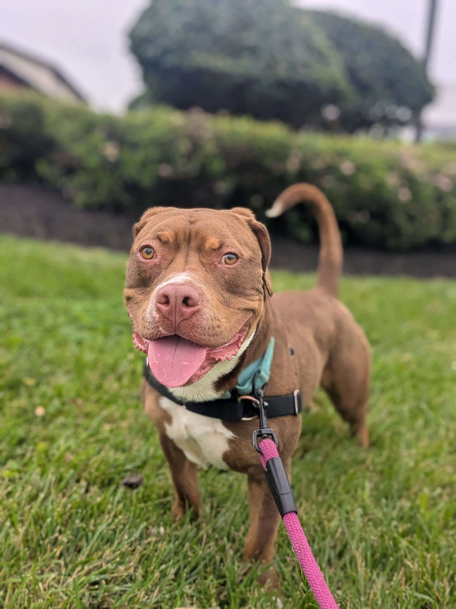 adoptable Dog in Baltimore, MD named Herschel