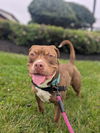 adoptable Dog in  named Herschel