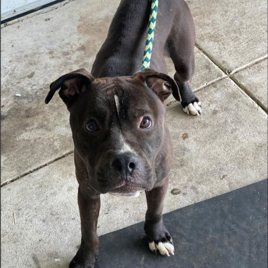 adoptable Dog in Baltimore, MD named Tank