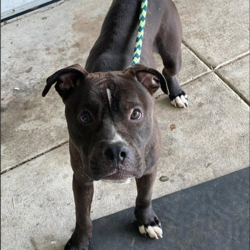 TANK - American Staffordshire Terrier / American Pit Bull Terrier available for adoption