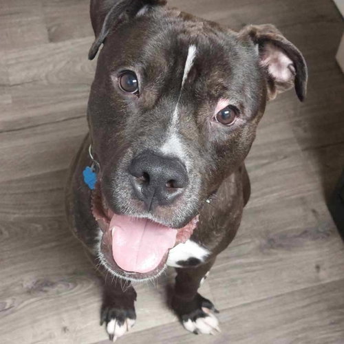 TANK - American Staffordshire Terrier / American Pit Bull Terrier available for adoption