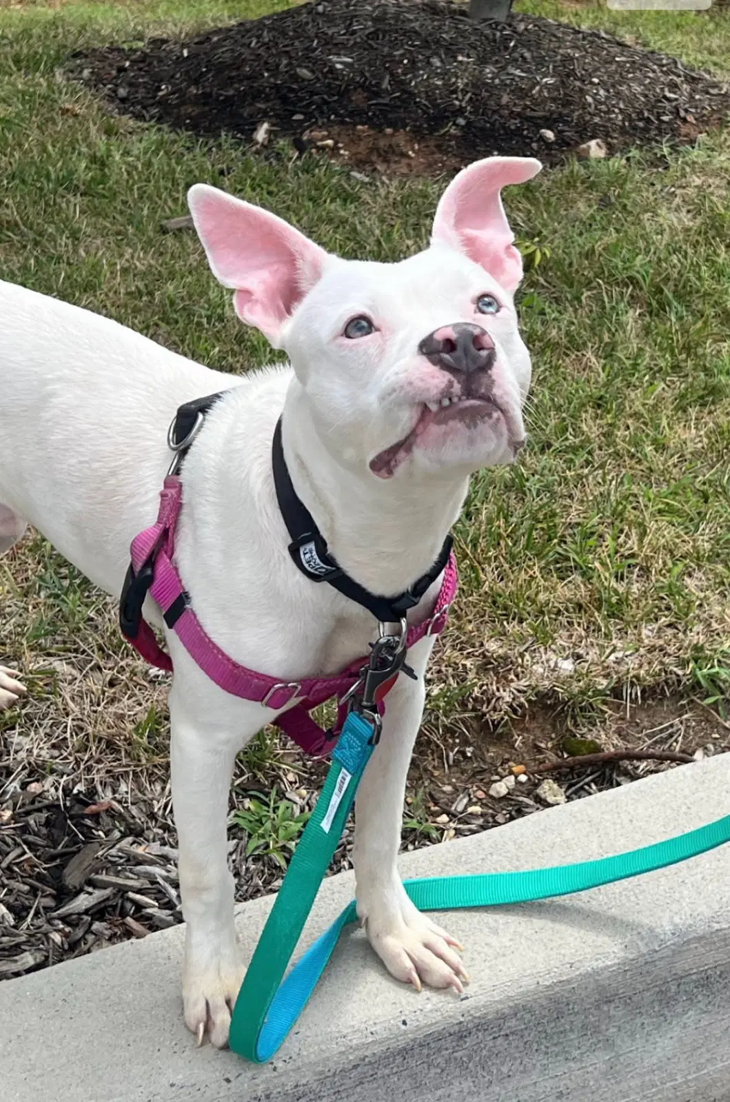 Thor - American Pit Bull Terrier
