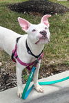 adoptable Dog in  named Thor