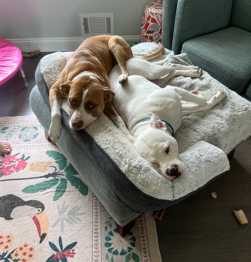 THOR - American Pit Bull Terrier / American Staffordshire Terrier available for adoption