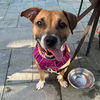 adoptable Dog in  named Marnie