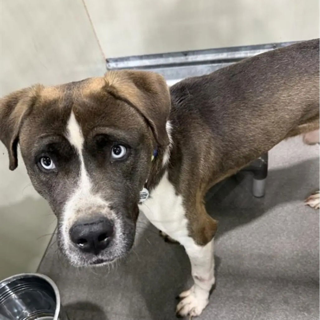 adoptable Dog in Baltimore, MD named Copper