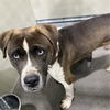 adoptable Dog in  named Copper