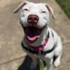 adoptable Dog in  named Winter