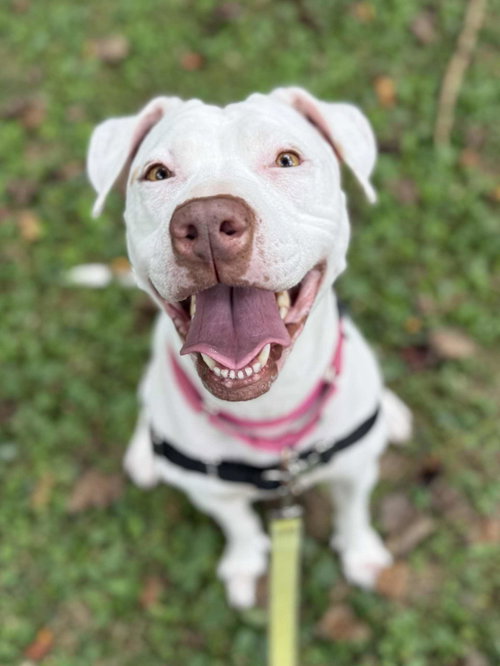 WINTER - American Pit Bull Terrier / American Staffordshire Terrier available for adoption
