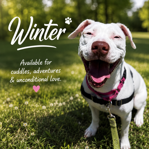 Winter, an adoptable American Pit Bull Terrier in Baltimore, MD