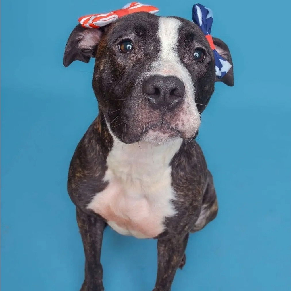 adoptable Dog in Baltimore, MD named Princess
