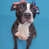 adoptable Dog in  named Princess