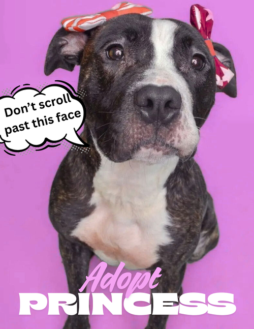 PRINCESS - American Pit Bull Terrier / American Staffordshire Terrier available for adoption
