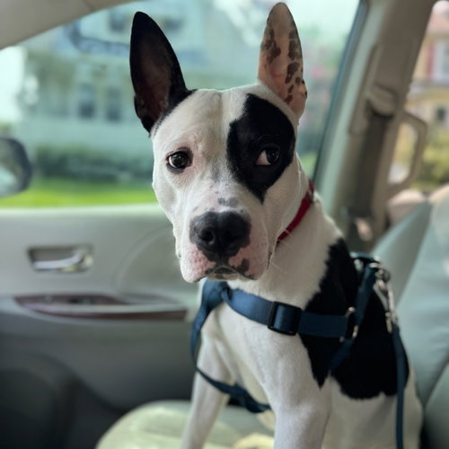 DIESEL - American Pit Bull Terrier / American Staffordshire Terrier available for adoption