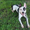 Diesel - Photo 2