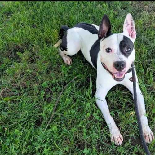 DIESEL - American Pit Bull Terrier / American Staffordshire Terrier available for adoption