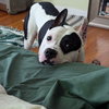 Diesel - Photo 3
