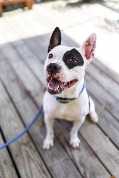 Diesel, an adoptable American Pit Bull Terrier in Baltimore, MD