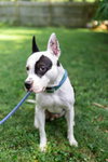 Diesel - Photo 2