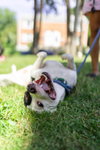 Diesel - Photo 3