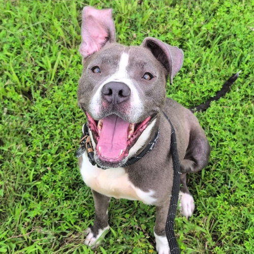 COCOA - American Staffordshire Terrier / American Pit Bull Terrier available for adoption