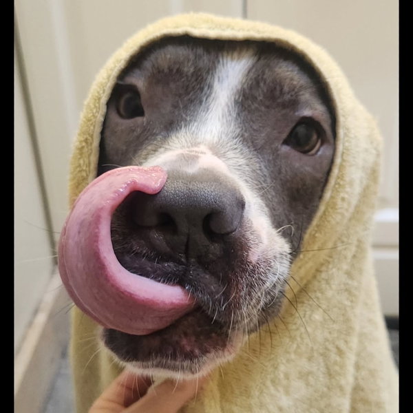 Cocoa