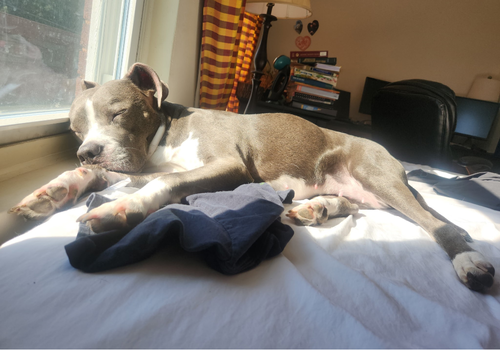 COCOA - American Staffordshire Terrier / American Pit Bull Terrier available for adoption