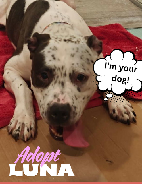 LUNA - American Staffordshire Terrier / American Pit Bull Terrier available for adoption
