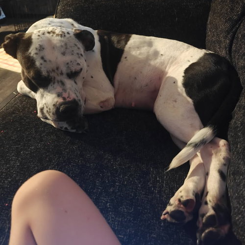 LUNA - American Staffordshire Terrier / American Pit Bull Terrier available for adoption