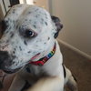 Luna - Photo 4