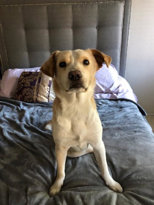 JUJU - Australian Cattle Dog/Blue Heeler / Border Collie available for adoption