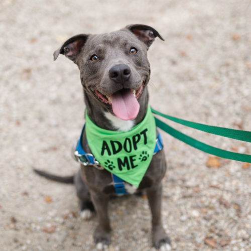 Jolly Rancher, an adoptable American Pit Bull Terrier in Baltimore, MD