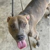 Cinnamon - Photo 6